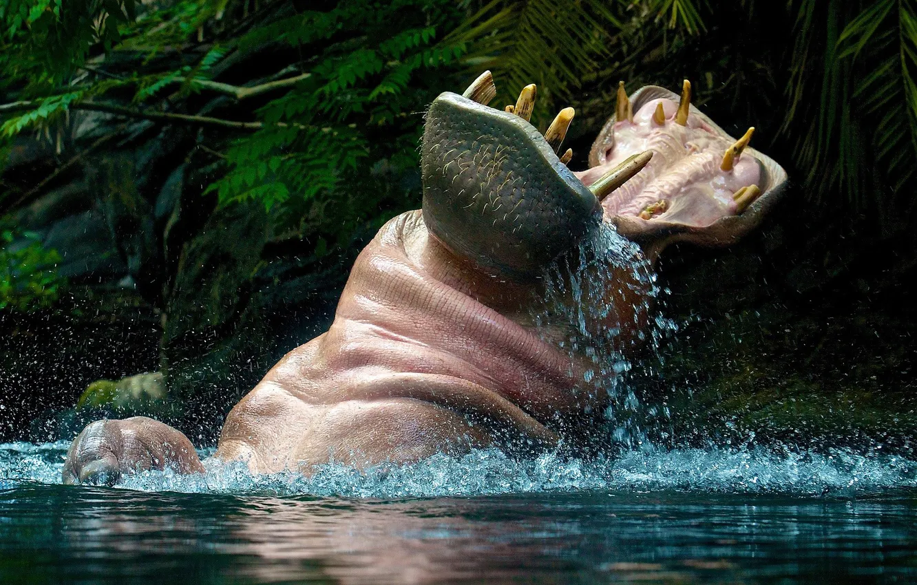 Photo wallpaper water, drops, squirt, teeth, head, mouth, mouth, fangs