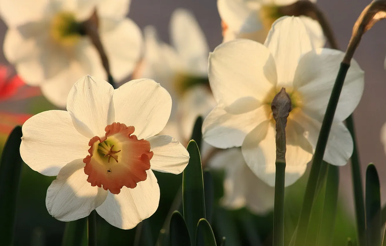 Photo wallpaper flower, garden, daffodils