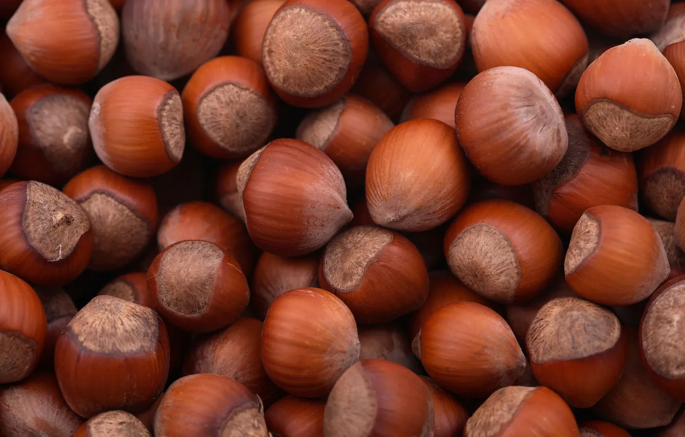 Photo wallpaper nuts, brown, hazelnuts, forest