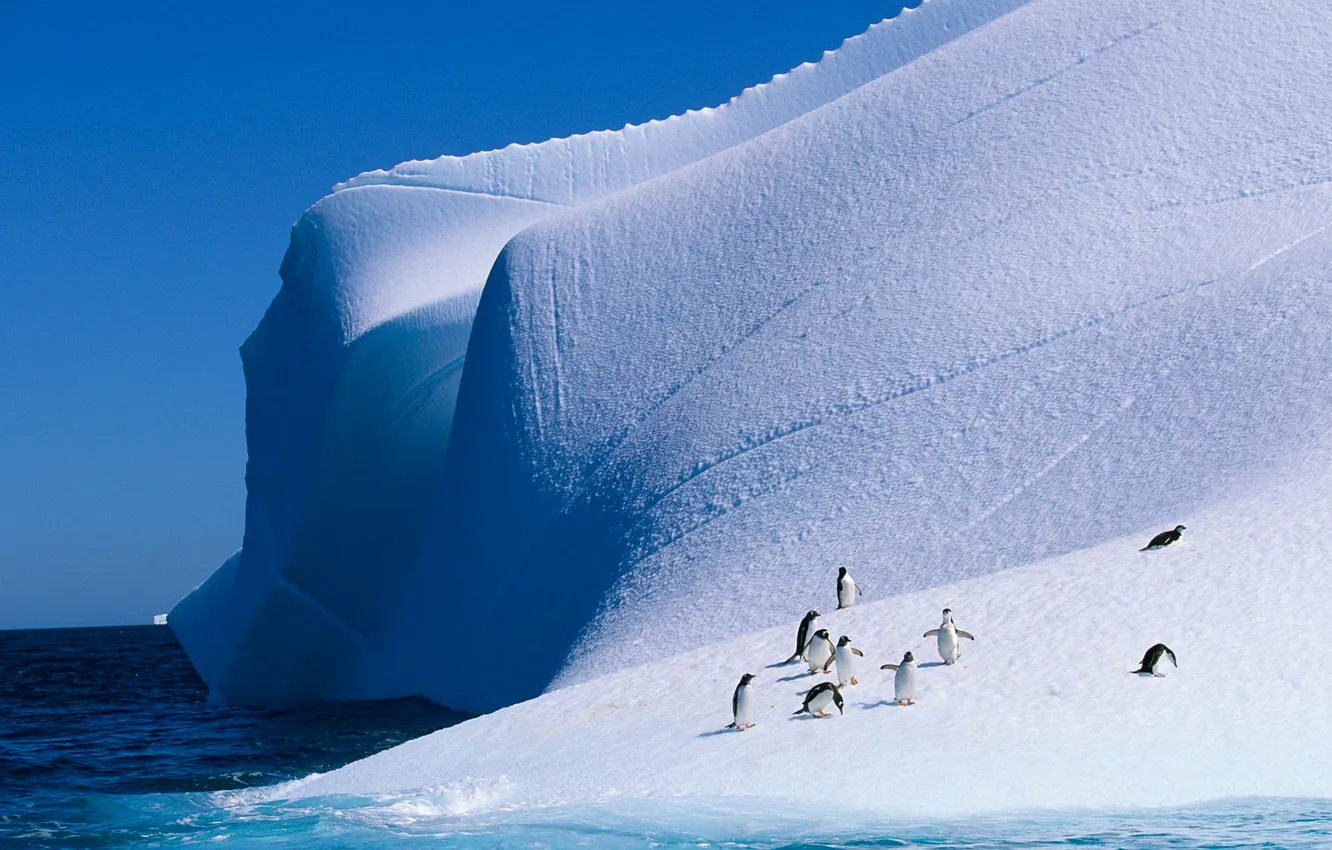 Photo wallpaper ice, sea, the sky, snow, penguins, iceberg, Antarctica