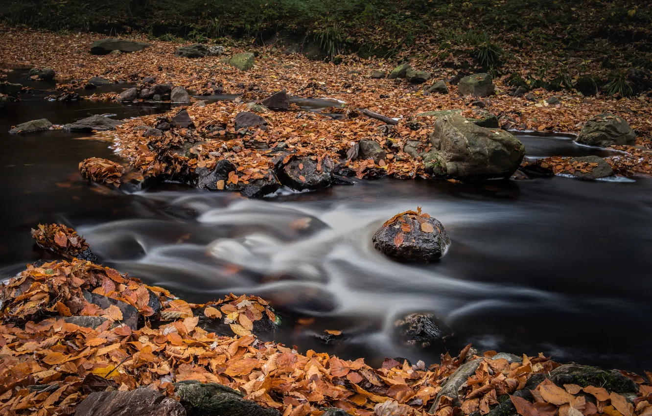 Photo wallpaper autumn, leaves, river