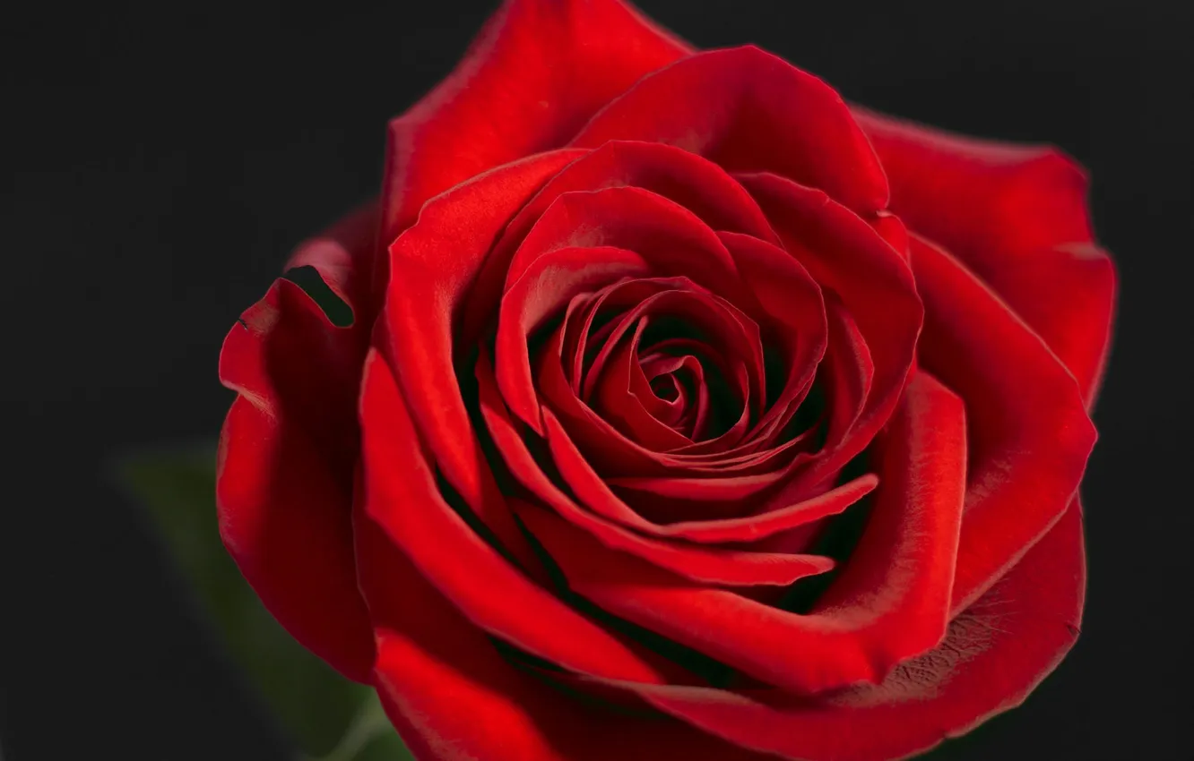 Photo wallpaper flowers, red, roses, buds