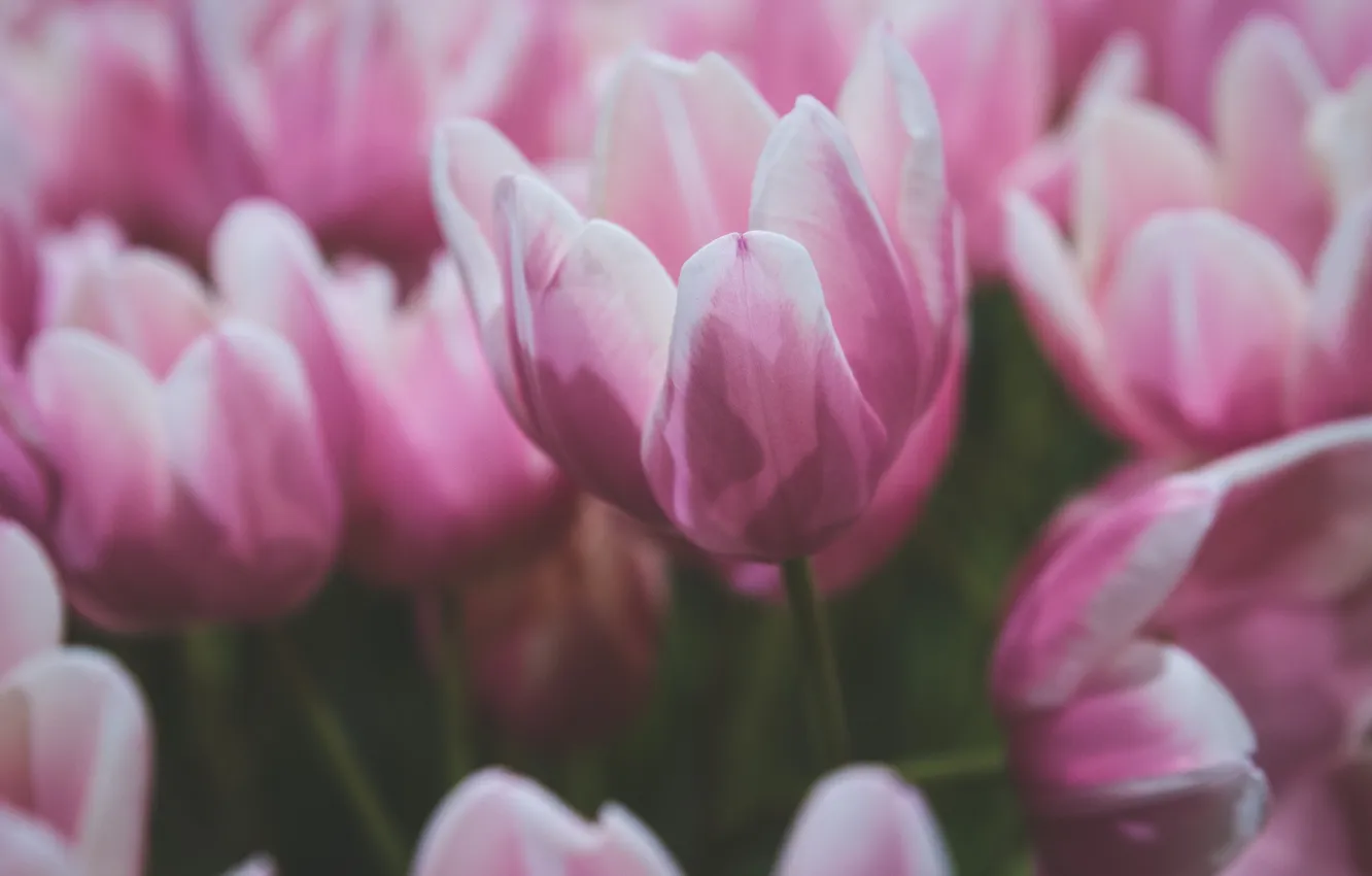 Photo wallpaper flowers, petals, tulips, pink
