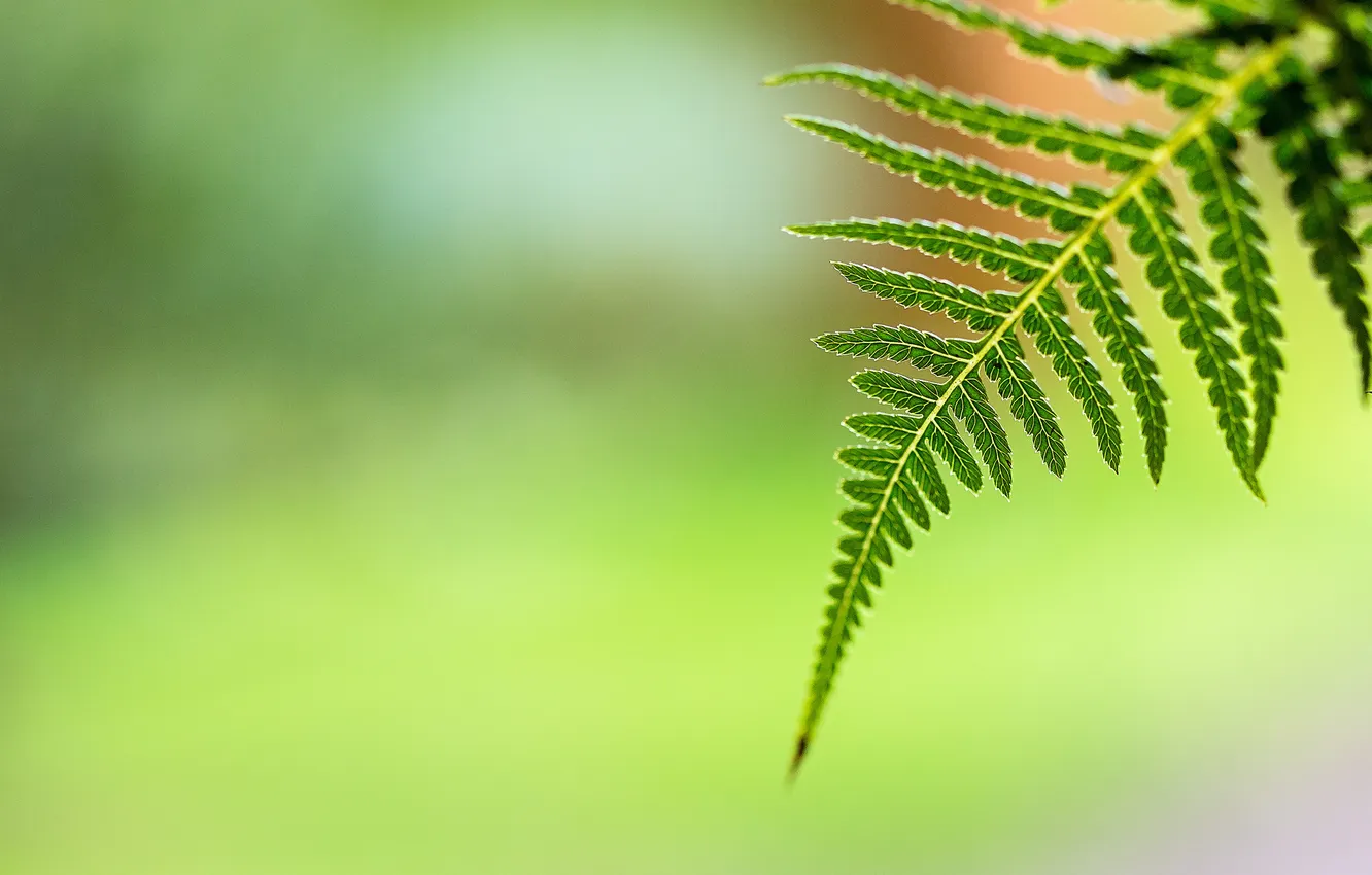 Photo wallpaper leaves, branches, background, bokeh