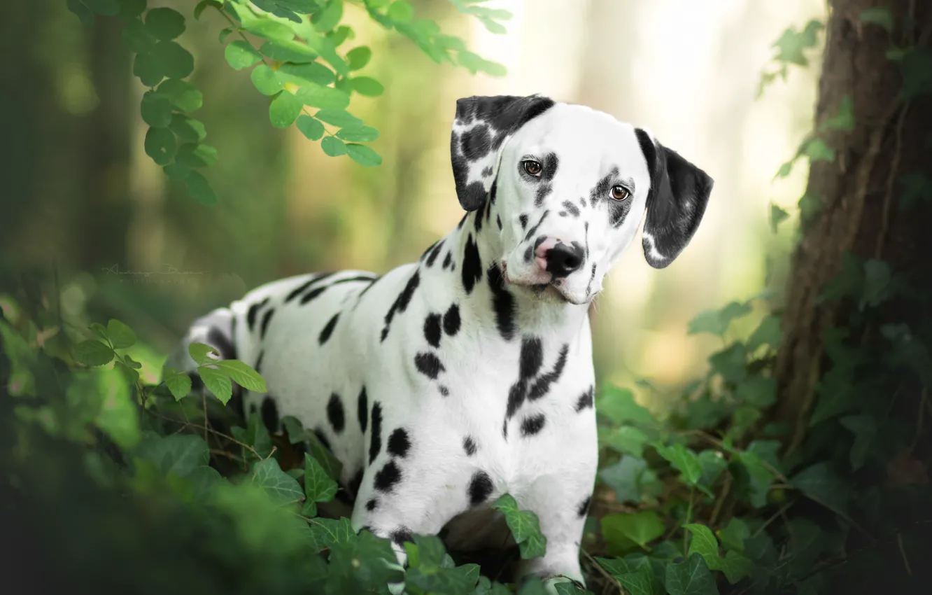 Photo wallpaper grass, look, dog, Dalmatian
