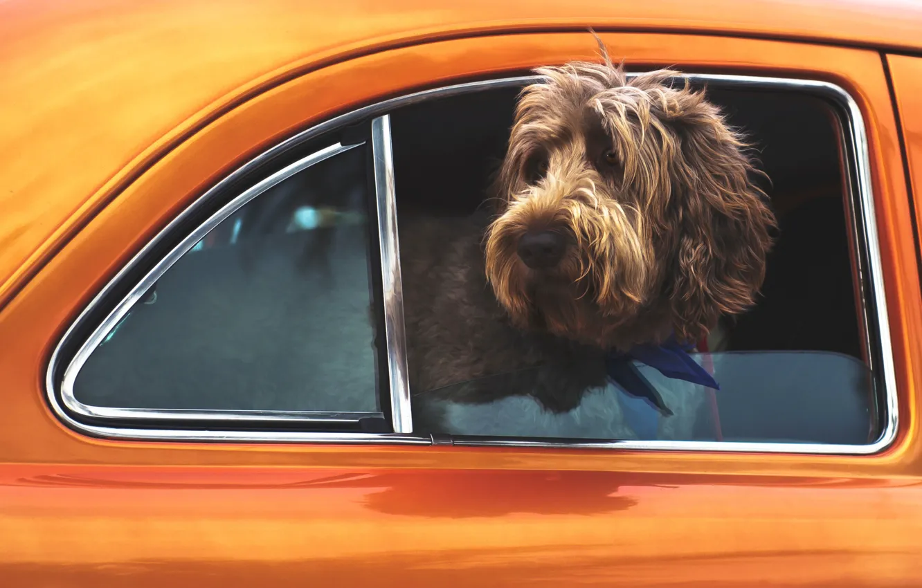 Photo wallpaper car, Dog, animal, cute, situation