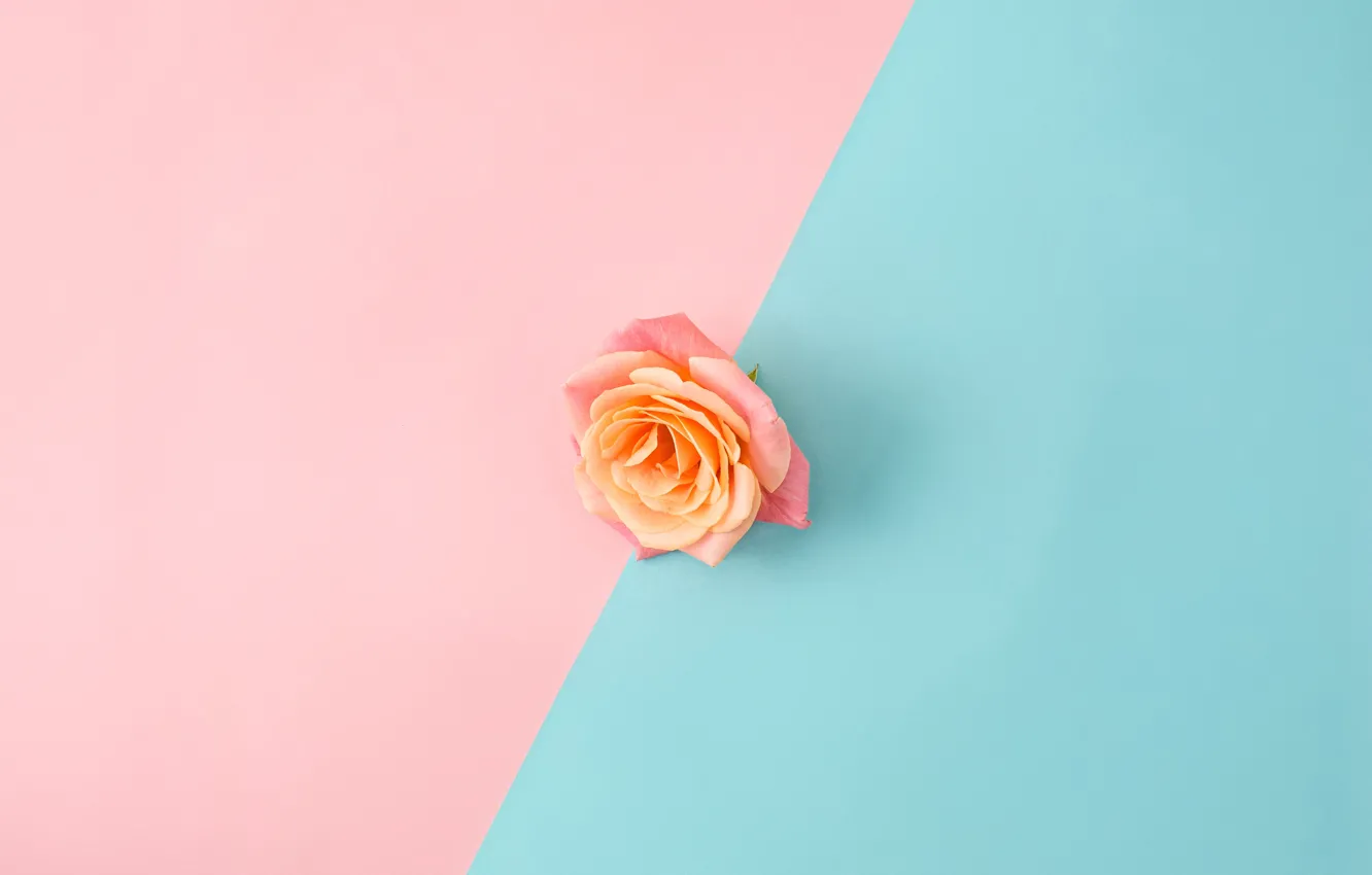 Photo wallpaper background, pink, blue, rose, Bud