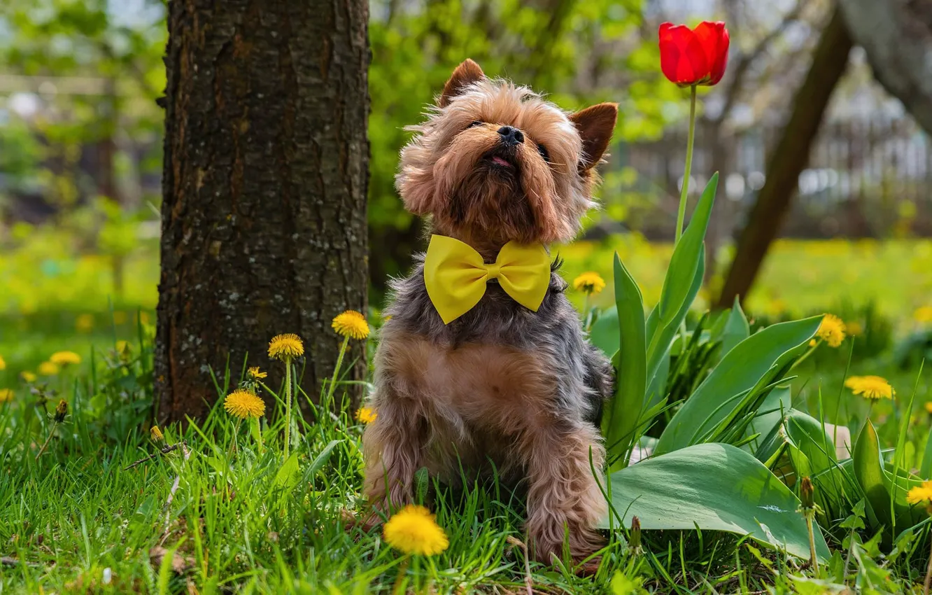 Photo wallpaper greens, grass, look, trees, flowers, yellow, red, nature