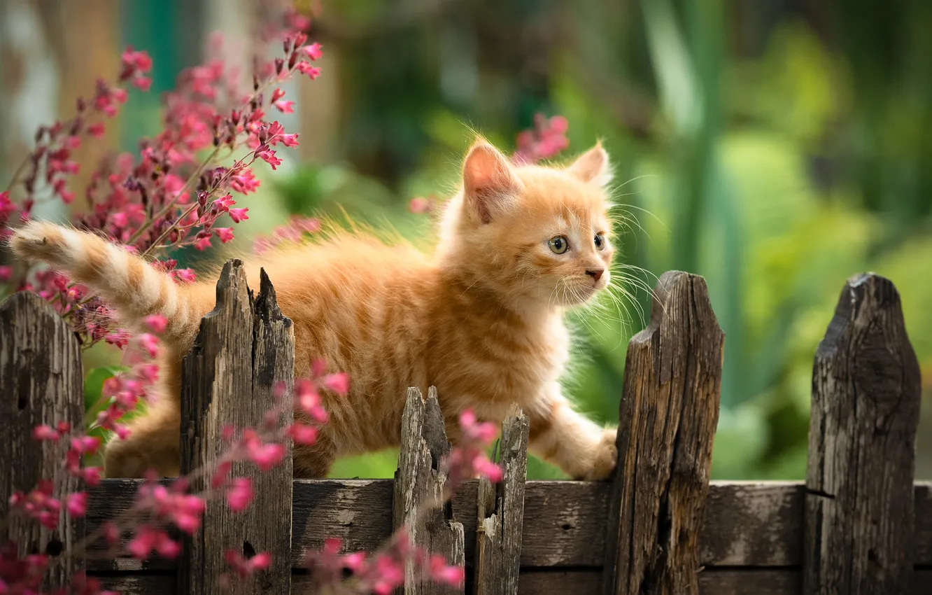 Photo wallpaper the fence, baby, red, kitty, Yuriy Korotun