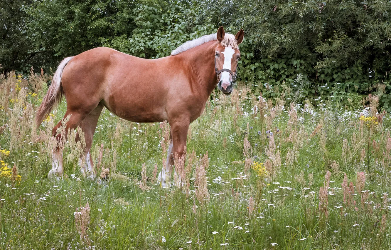 Photo wallpaper field, look, face, horse, foliage, horse, meadow, the bushes