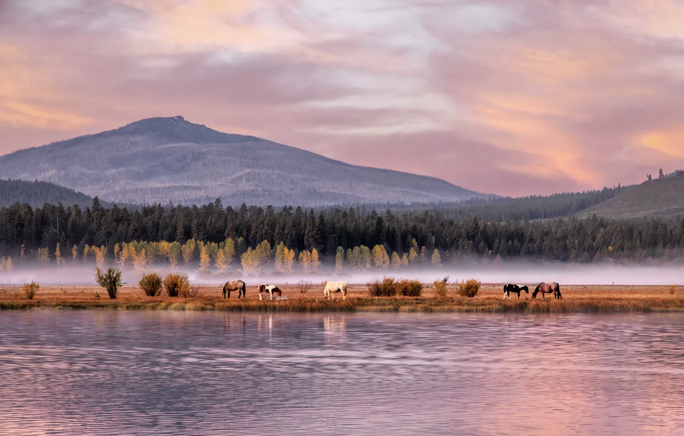 Photo wallpaper forest, mountains, horse, horse, pond