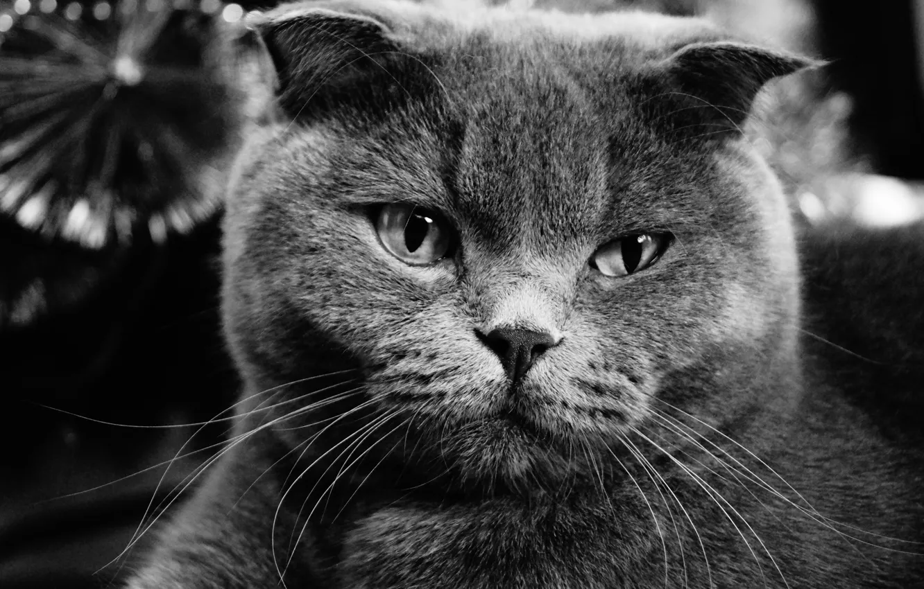 Photo wallpaper cat, cat, grey, fold, Scottish fold