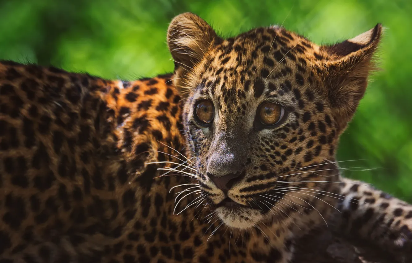 Photo wallpaper eyes, look, face, pose, background, portrait, leopard, cub