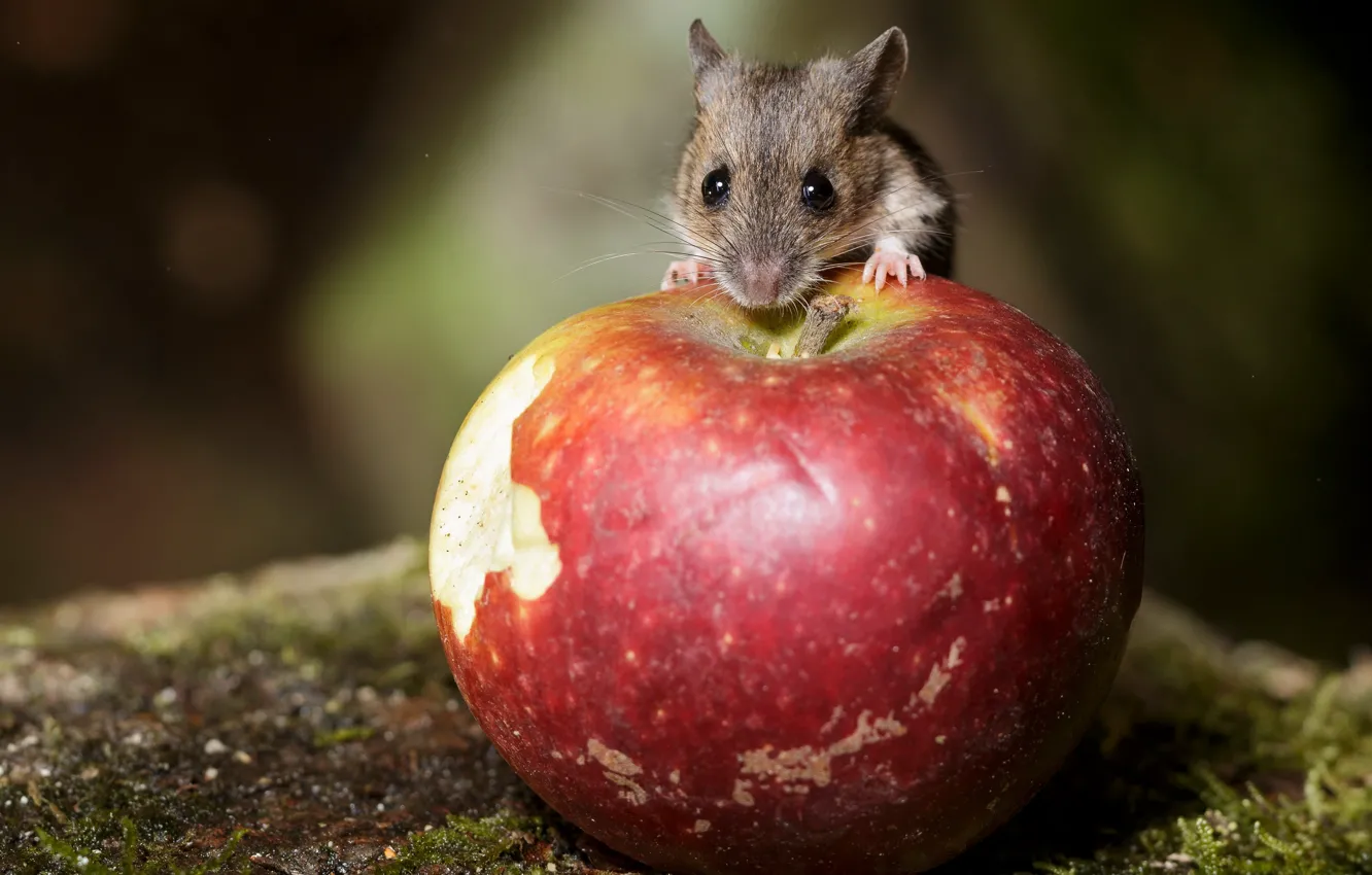 Photo wallpaper nature, apples, mouse