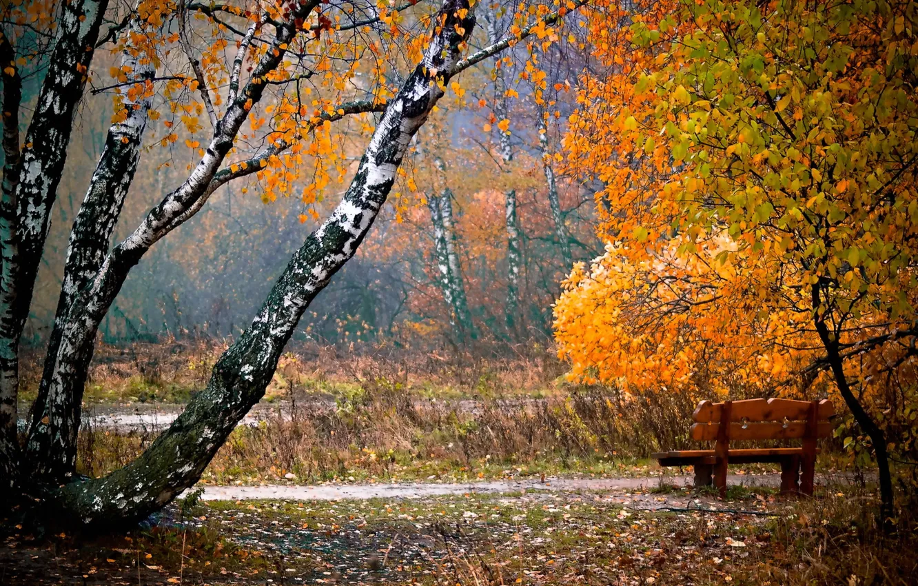 Photo wallpaper autumn, leaves, the city, Park, bench