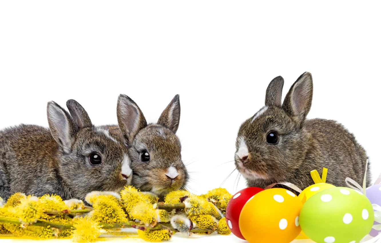 Photo wallpaper eggs, spring, Easter, rabbits