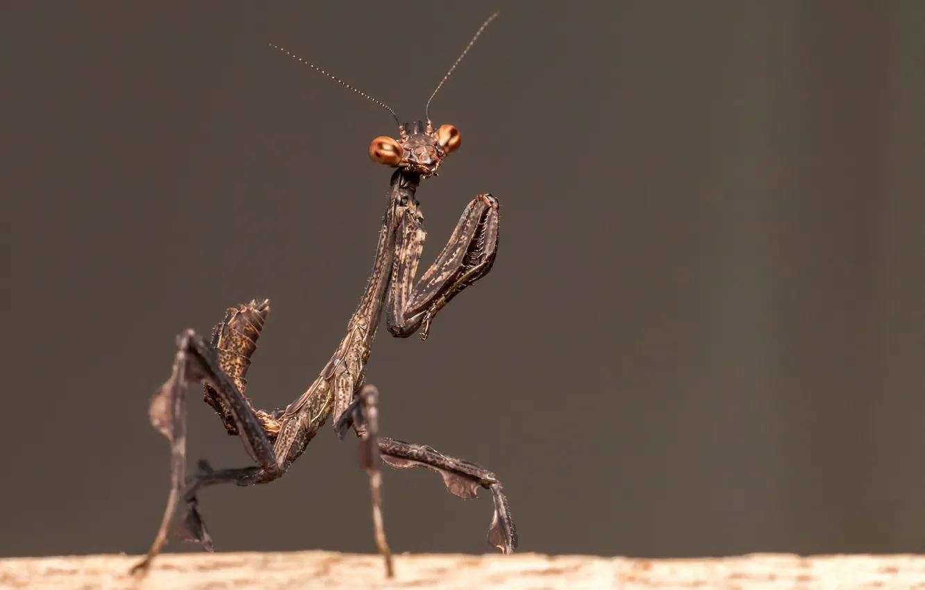 Photo wallpaper nature, insect, Praying mantis