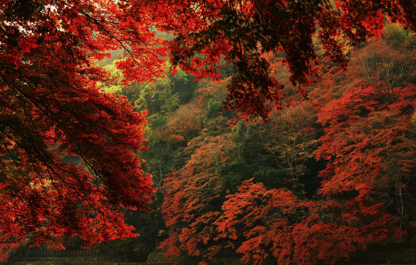 Photo wallpaper autumn, leaves, trees, nature, view