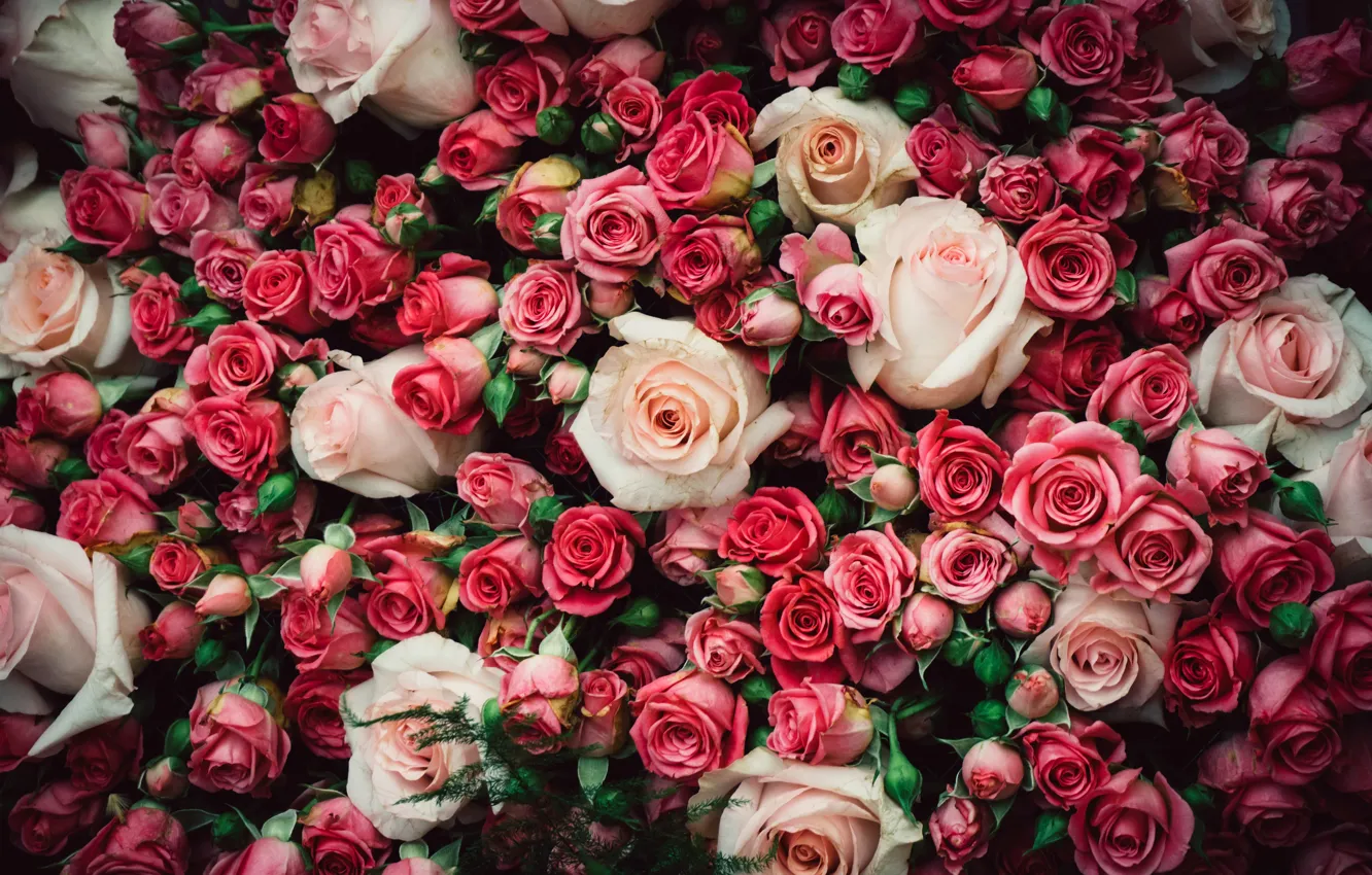 Photo wallpaper roses, bouquet, pink, buds, a lot, bouquets