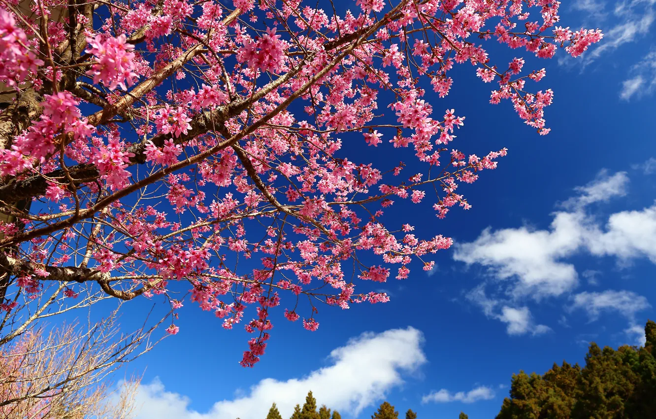 Photo wallpaper the sky, branches, cherry, tree, spring, Sakura, flowering, flowers