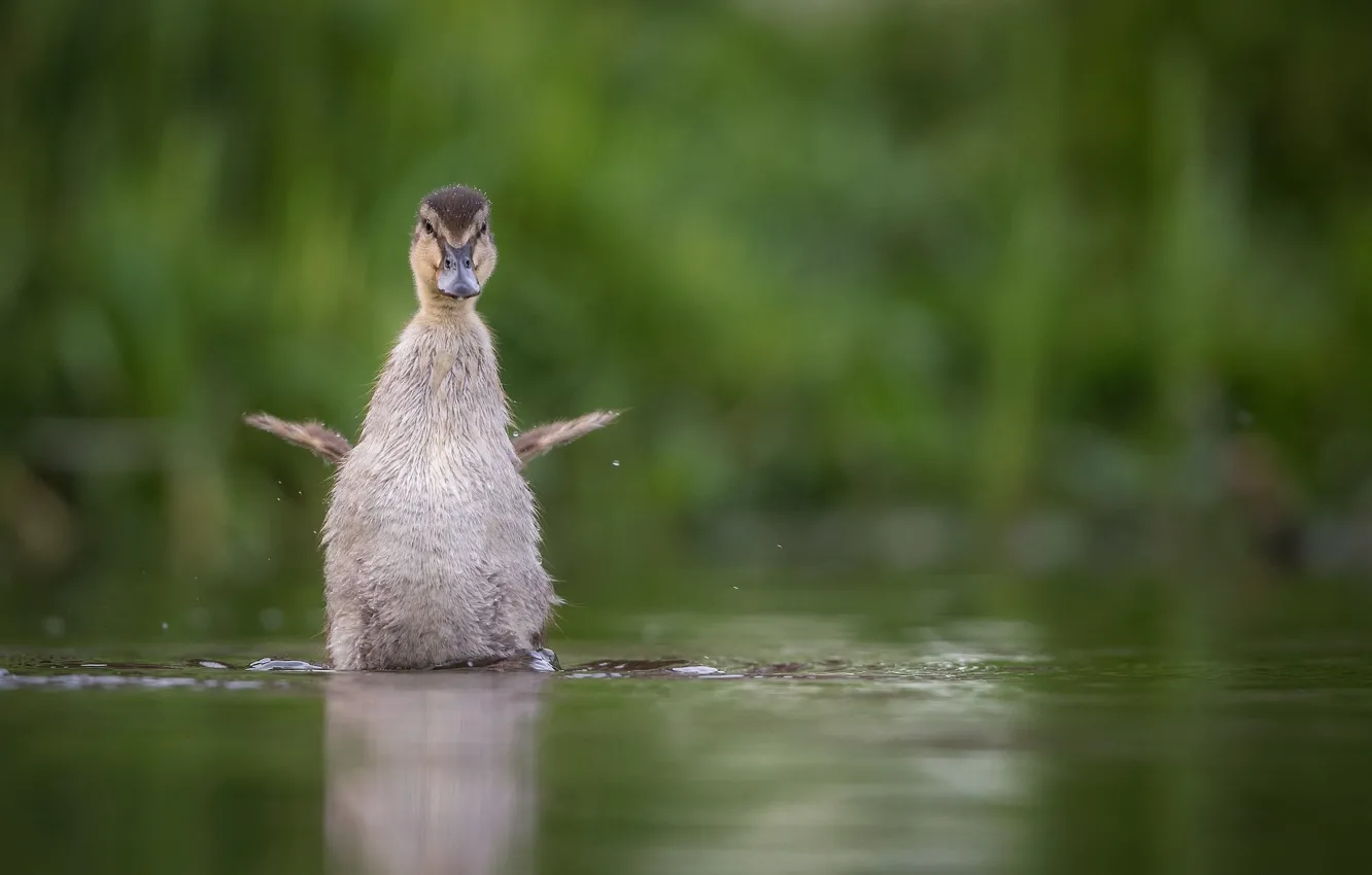 Photo wallpaper water, wings, duck