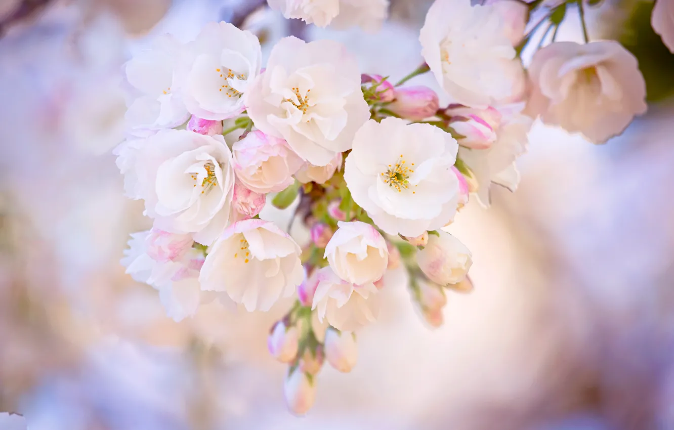 Photo wallpaper macro, cherry, pink, branch, spring, blur, Sakura, flowering