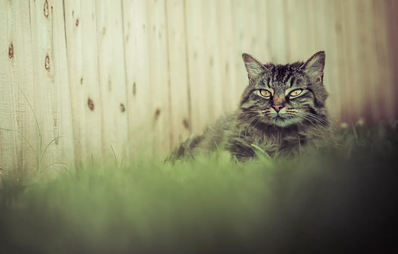 Photo wallpaper grass, cat, grey, the fence, fluffy