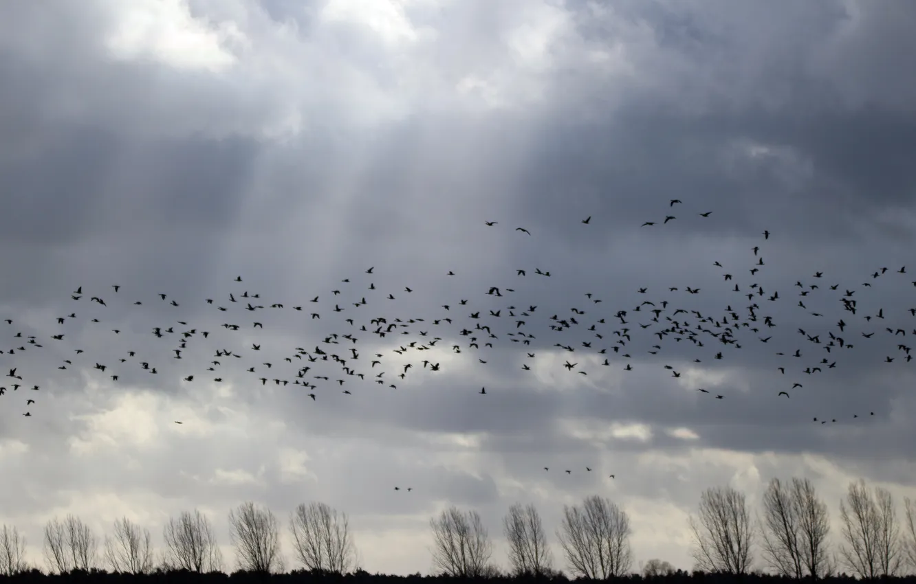 Photo wallpaper the sky, clouds, flight, landscape, nature, animal, horizon, a flock of birds