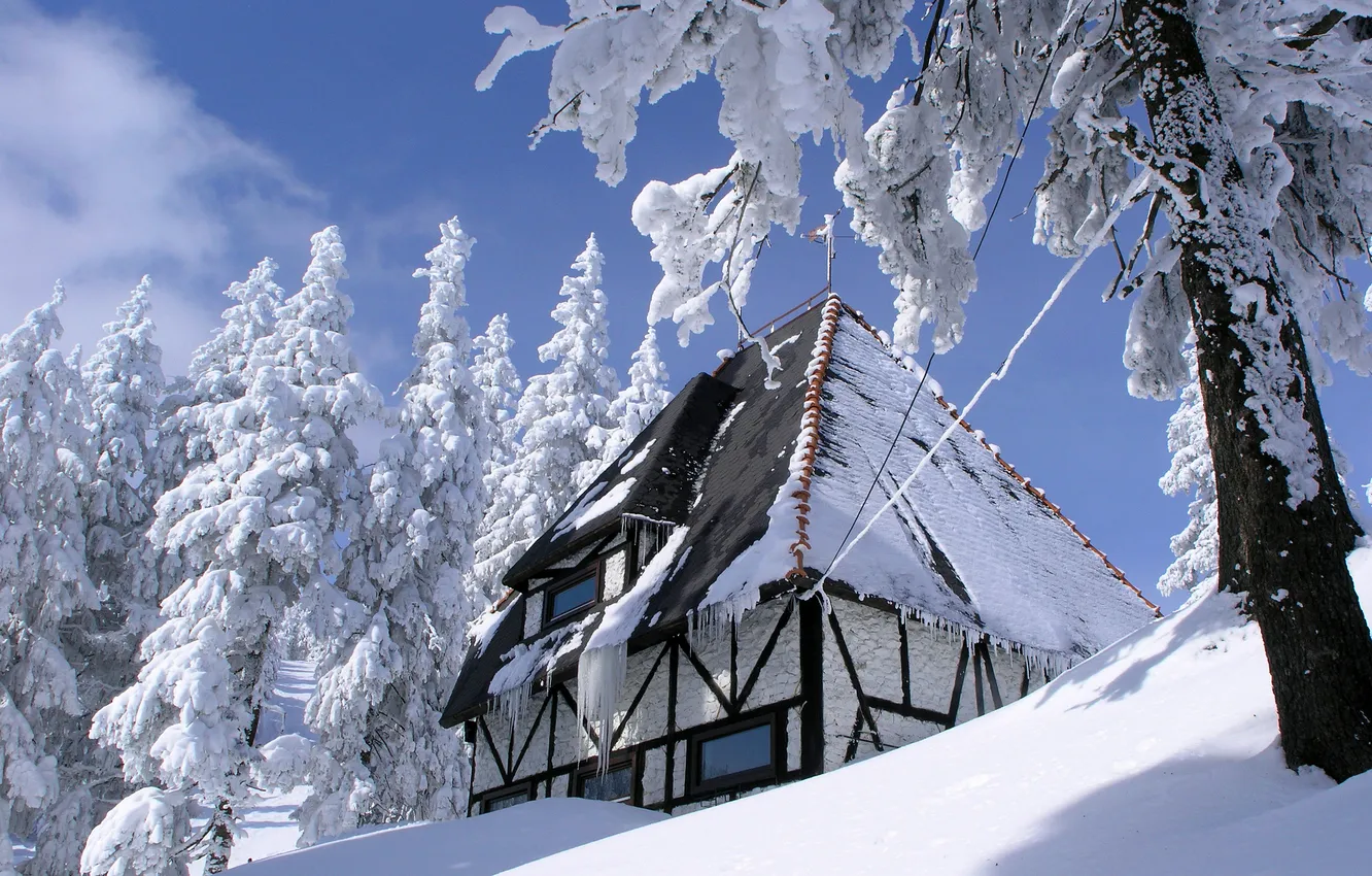 Photo wallpaper winter, forest, the sky, clouds, light, snow, trees, branches