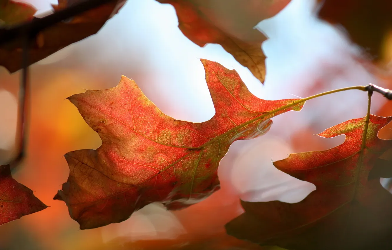 Photo wallpaper autumn, leaves, nature