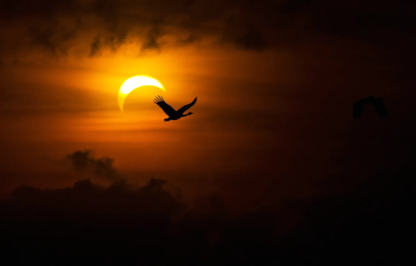 Photo wallpaper bird, the moon, silhouette, glow