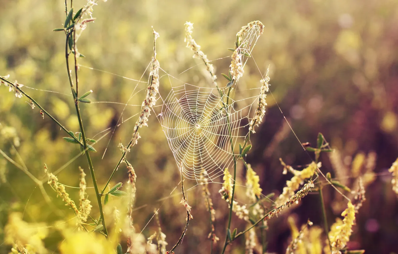 Photo wallpaper grass, macro, nature, web