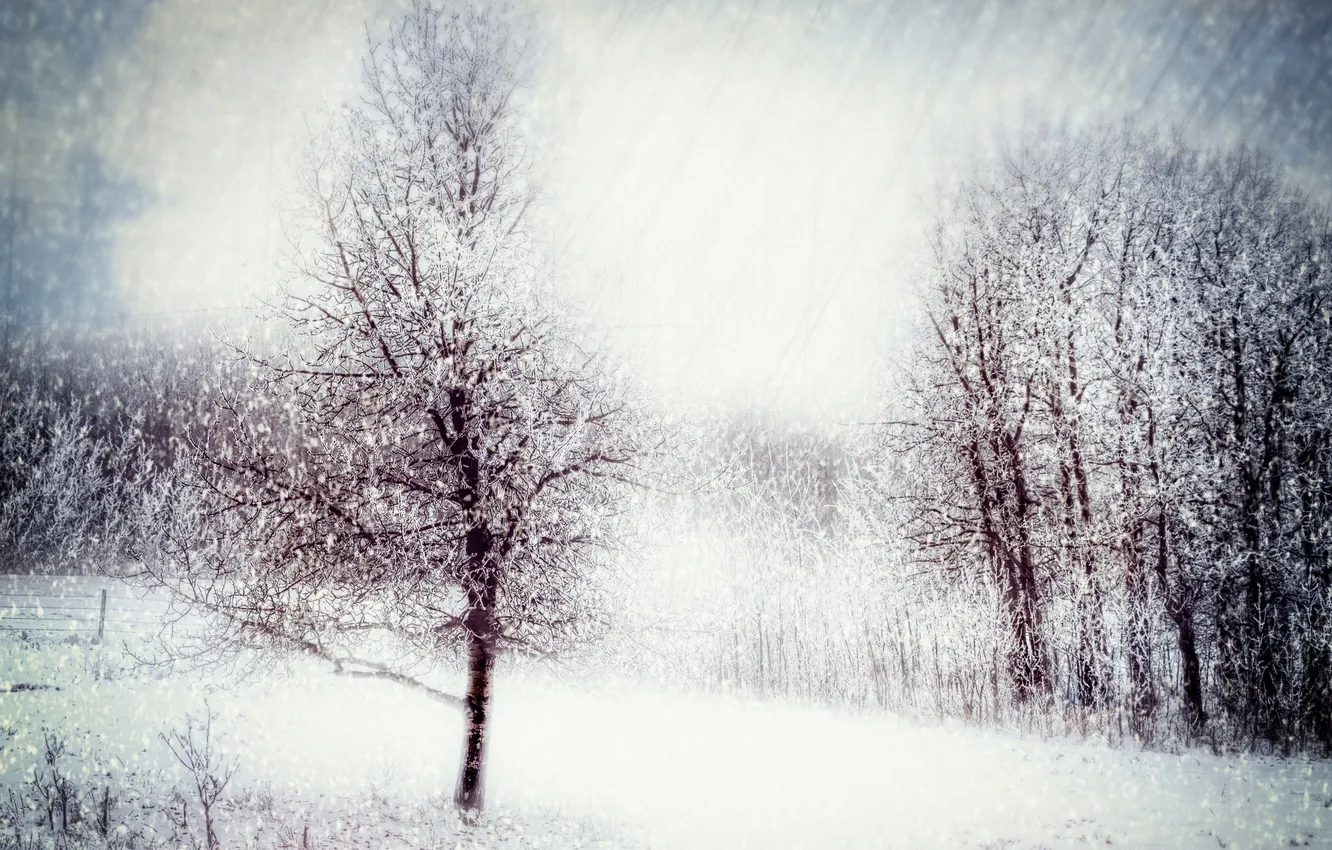 Photo wallpaper winter, nature, style