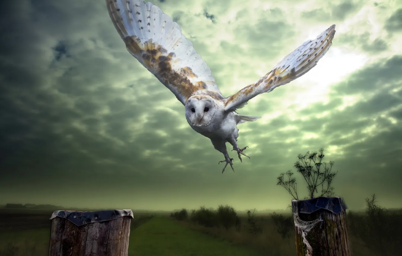 Photo wallpaper background, owl, bird