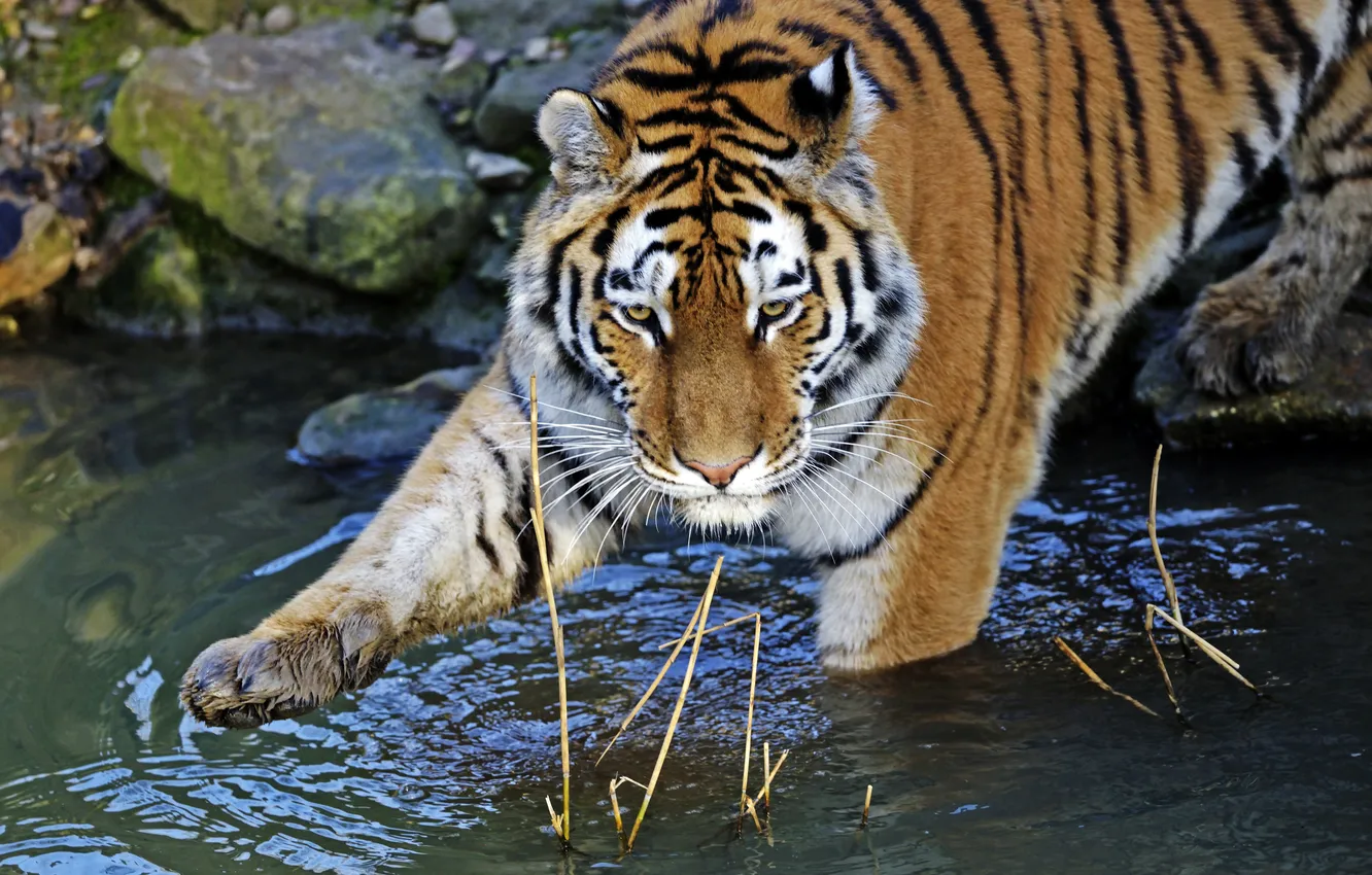 Photo wallpaper cat, water, tiger, bathing, Amur