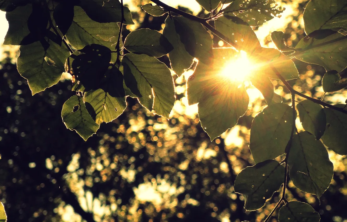 Photo wallpaper leaves, the sun, rays, sunset, foliage, bokeh