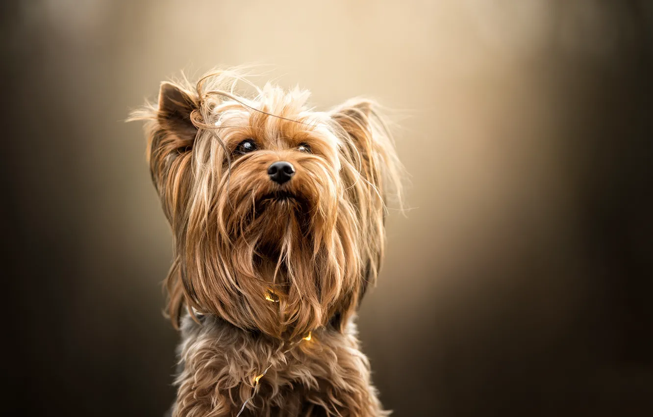Photo wallpaper background, portrait, Yorkshire Terrier, dog