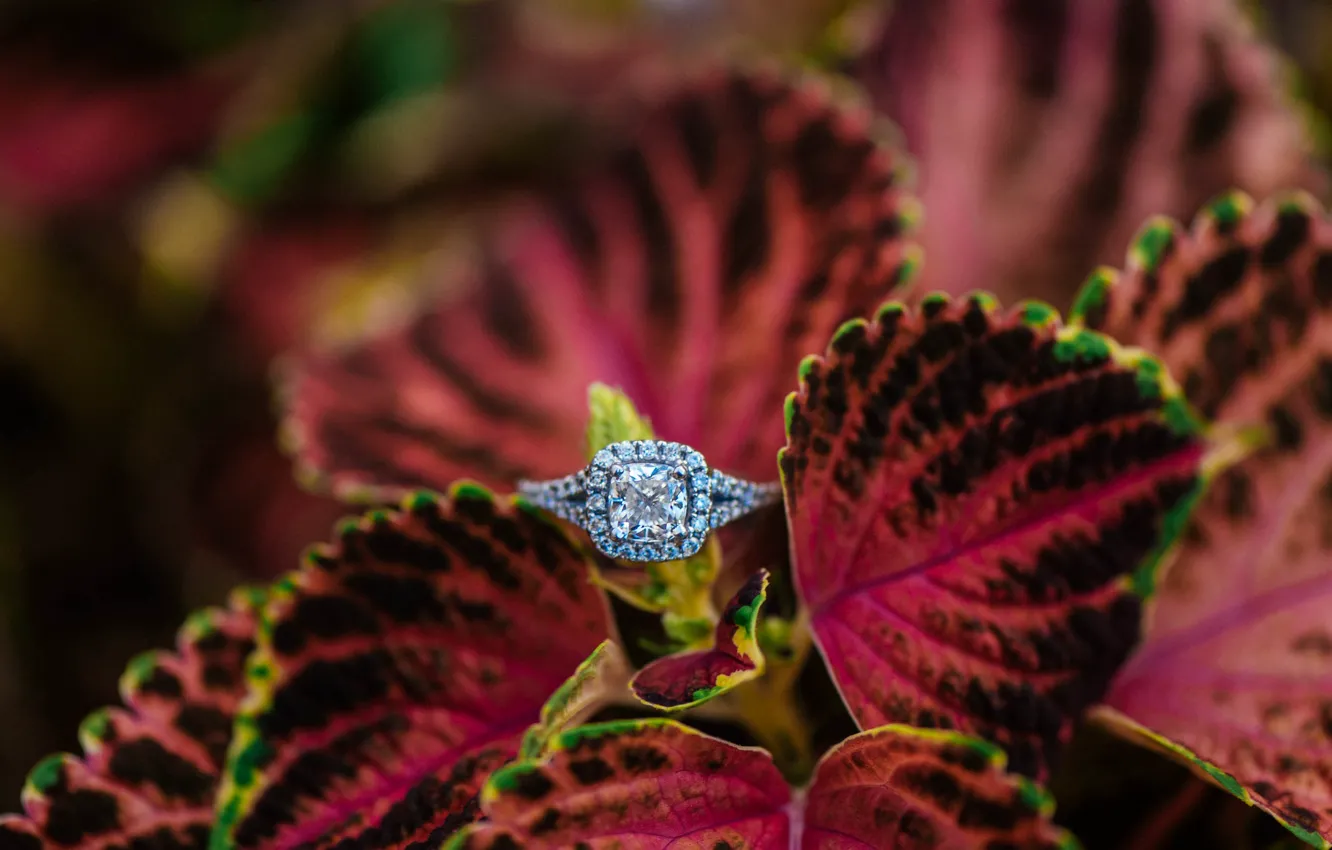 Photo wallpaper stones, petals, ring, wedding