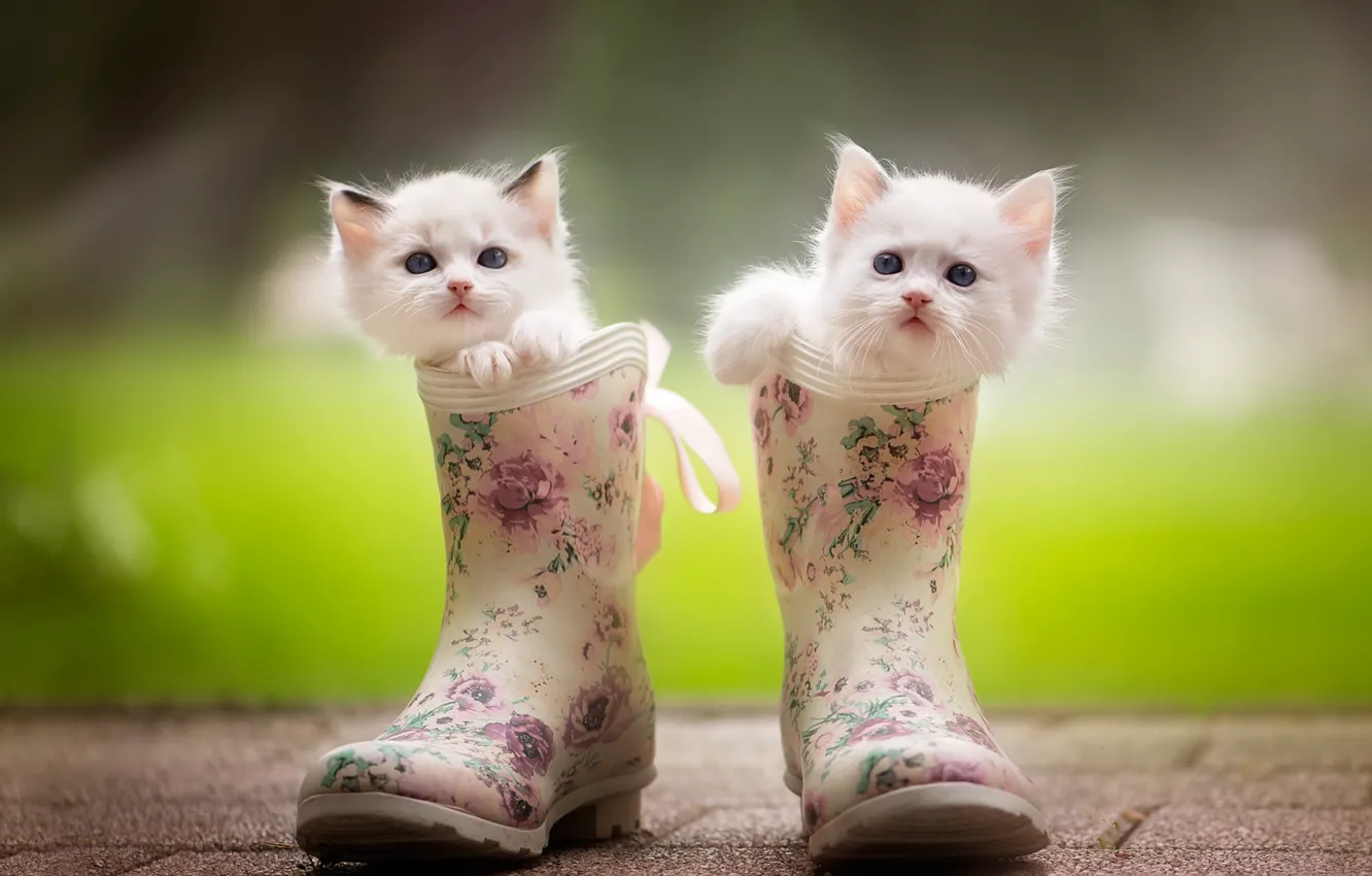 Photo wallpaper boots, kittens, kids