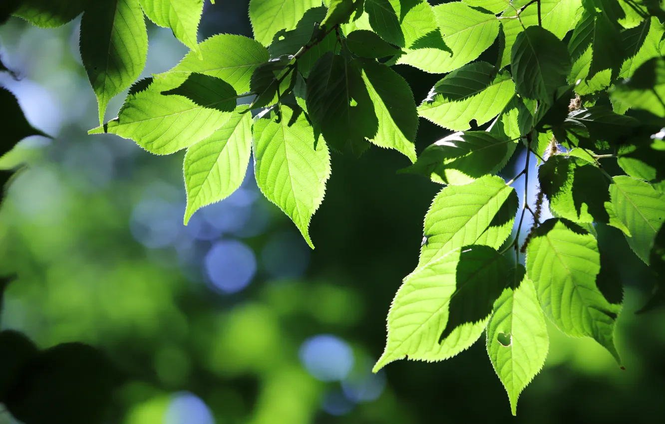 Photo wallpaper summer, leaves, light, branches, nature, green, background, foliage