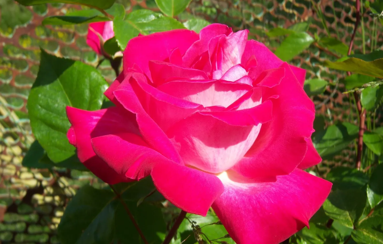 Photo wallpaper flower, macro, rose, buds, bright, Mamala ©