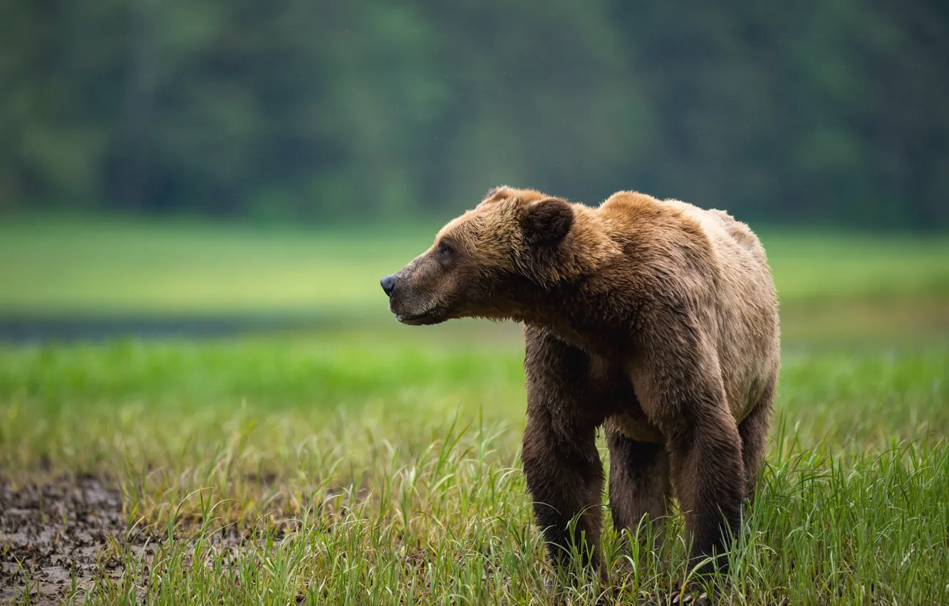 Photo wallpaper grass, look, face, nature, pose, background, glade, bear