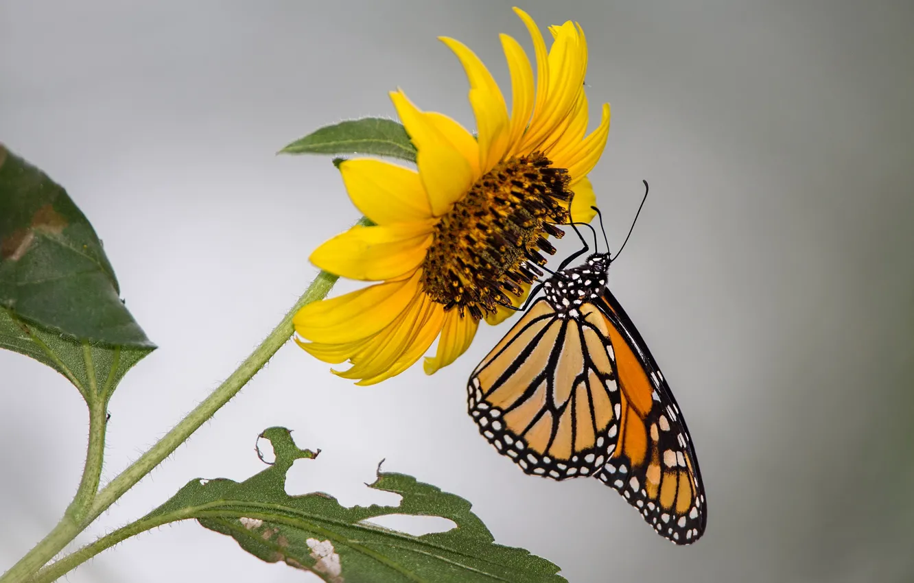 Photo wallpaper flower, butterfly, sunflower, moth, monarch
