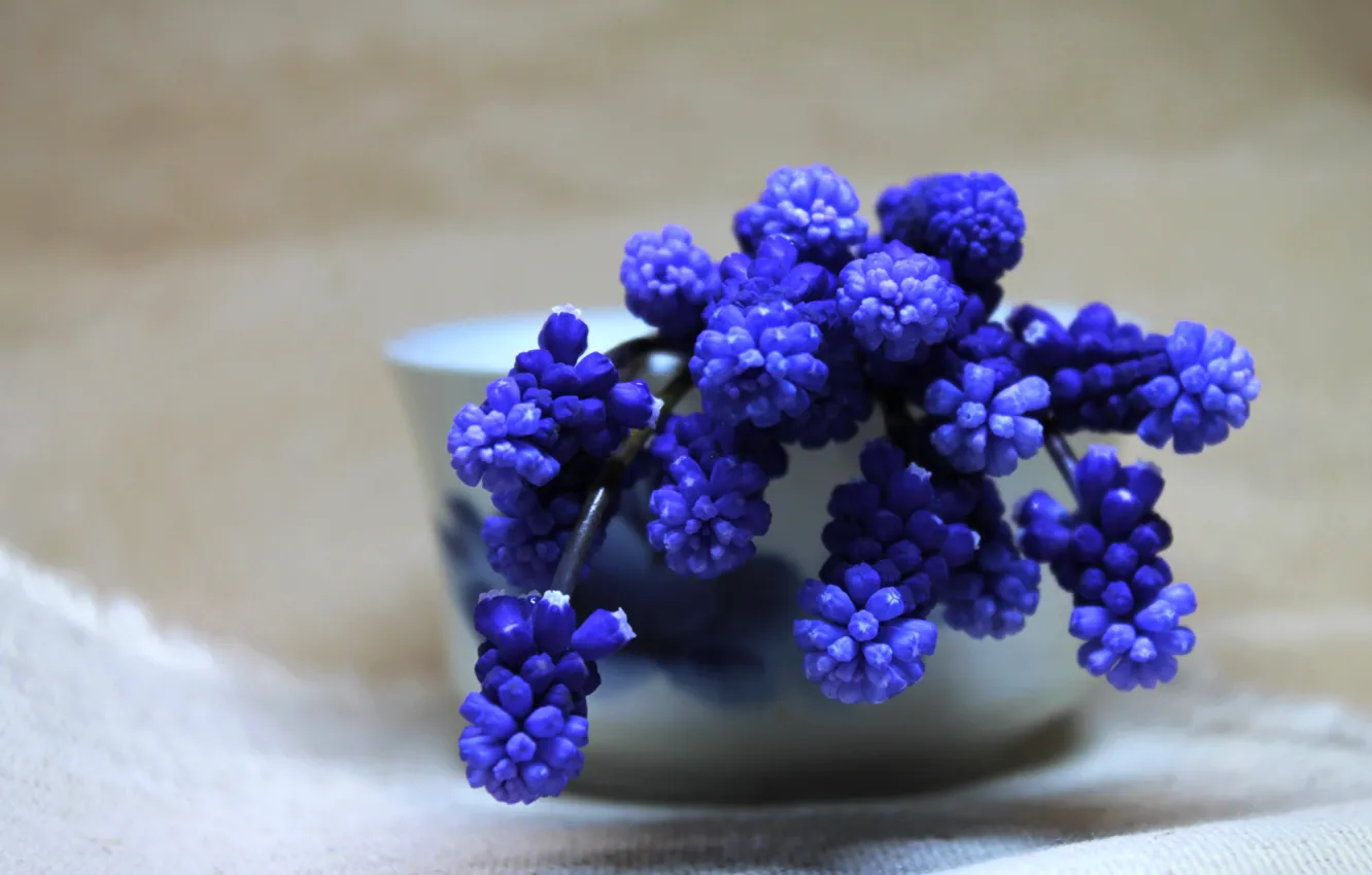 Photo wallpaper flowers, bouquet, a bouquet of flowers, Muscari, spring flowers, blue flowers, Blue flowers, the first …