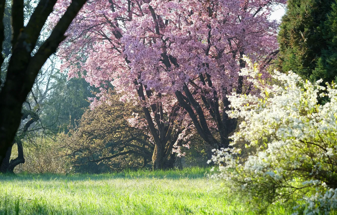 Photo wallpaper grass, light, trees, flowers, branches, nature, Park, glade