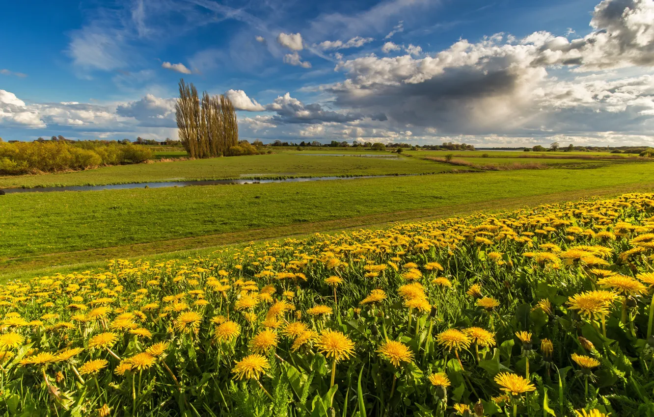 Photo wallpaper greens, field, the sky, grass, clouds, trees, landscape, flowers