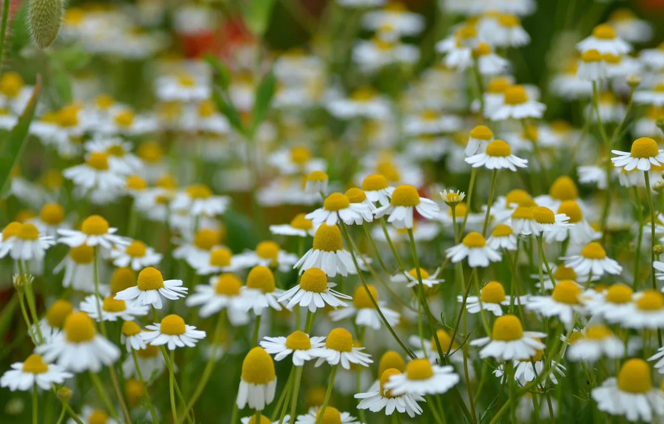 Photo wallpaper field, petals, garden, Daisy, meadow