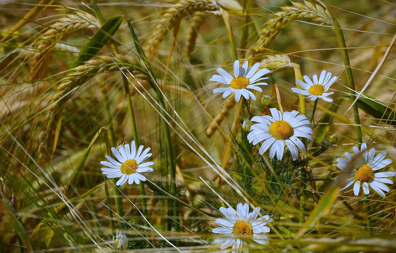 Photo wallpaper BACKGROUND, GRASS, FIELD, MACRO, CHAMOMILE, SPIKELETS, wheat