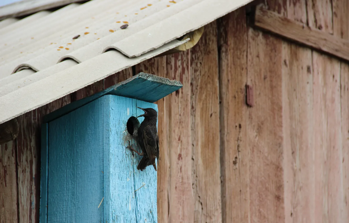 Photo wallpaper bird, birdhouse, Starling
