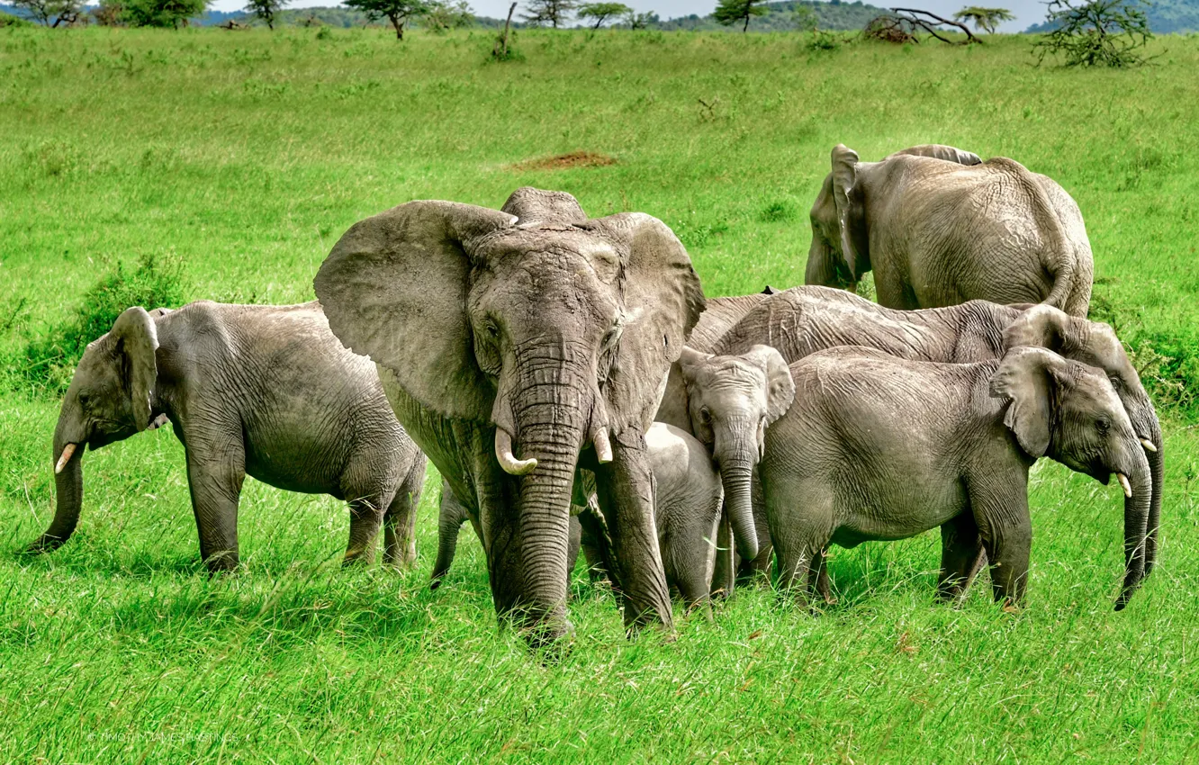 Photo wallpaper greens, grass, trees, nature, elephant, the herd, bokeh